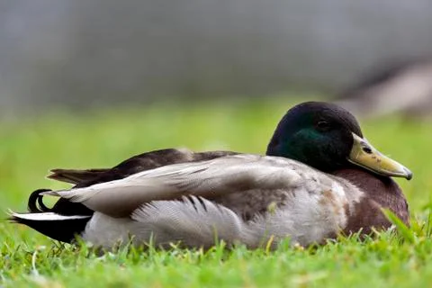 Mallard duck Foto stock