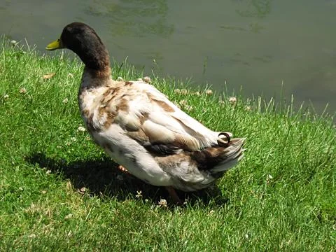 Mallard Duck Stock Photos