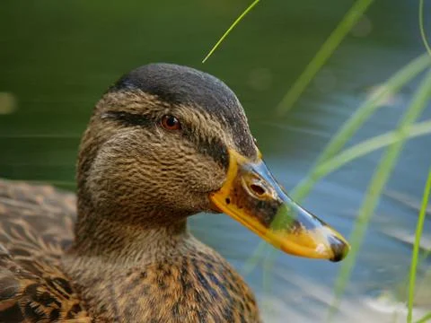 Mallard duck Stock Photos
