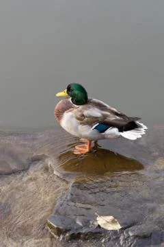 Mallard duck Stock Photos