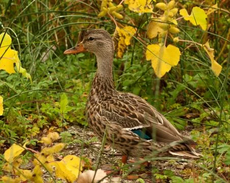 Mallard duck Stock Photos