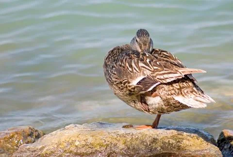 Mallard duck Stock Photos