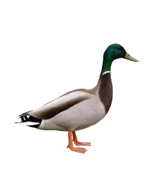 Mallard Duck Stock Photos
