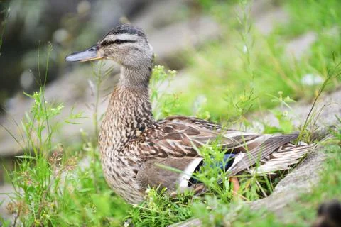 Mallard duck Stock Photos