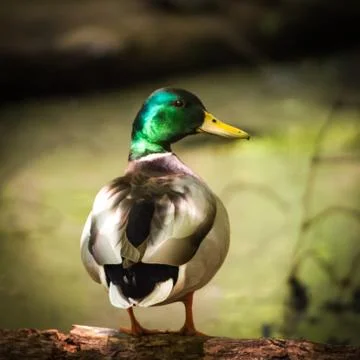 Mallard duck Stock Photos