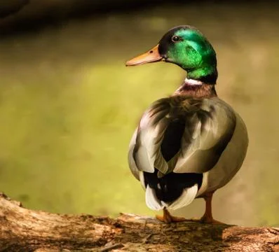 Mallard duck Stock Photos