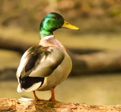 Mallard duck Stock Photos