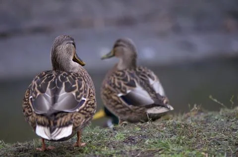 Mallard duck Stock Photos
