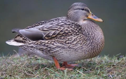 Mallard duck Stock Photos