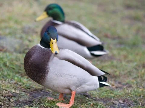 Mallard duck Stock Photos