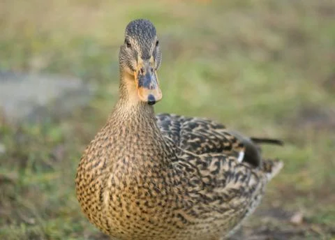 Mallard duck Stock Photos