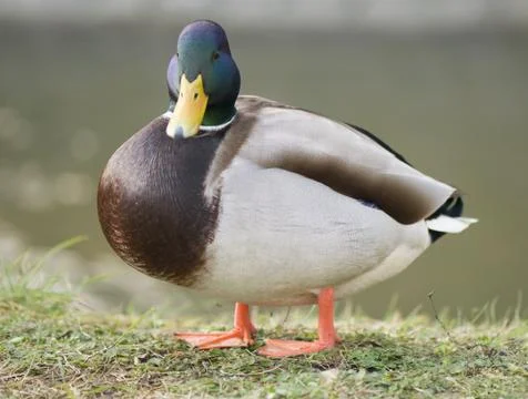 Mallard duck Stock Photos