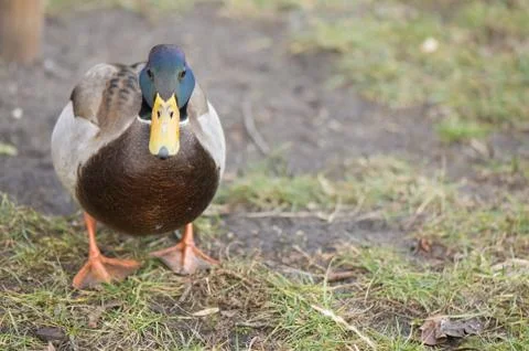 Mallard duck Stock Photos