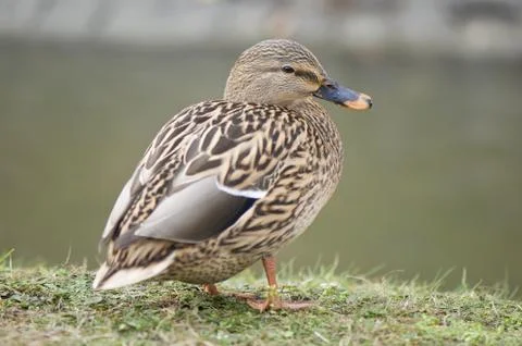 Mallard duck Stock Photos