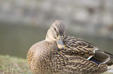 Mallard duck Stock Photos