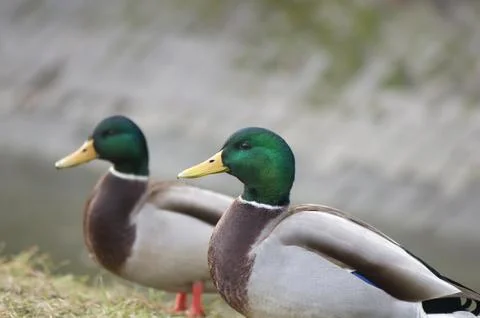 Mallard duck Stock Photos