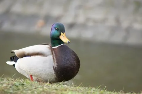 Mallard duck Stock-Fotos