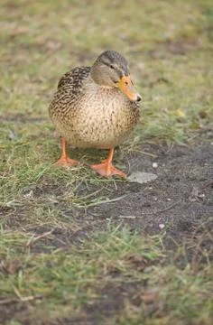 Mallard duck Stock Photos