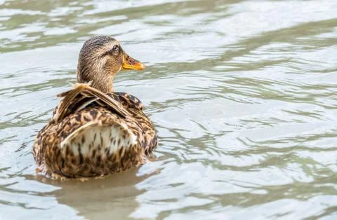 Mallard duck Stock Photos
