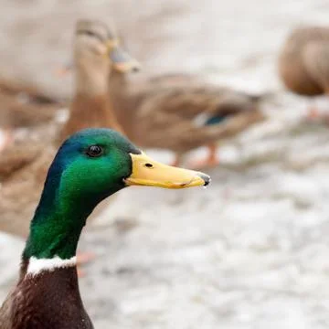 Mallard Duck Foto stock