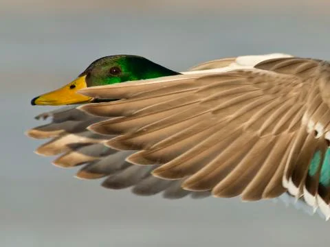 Mallard Duck Stock Photos