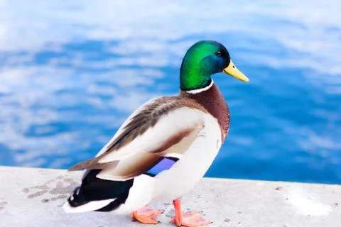 Mallard duck Photos