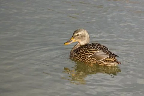 Mallard duck Stock Photos