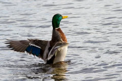 Mallard Duck Stock Photos