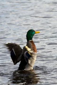 Mallard Duck Stock Photos
