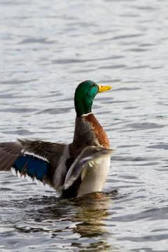 Mallard Duck Stock Photos