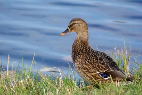 Mallard Duck Stock Photos