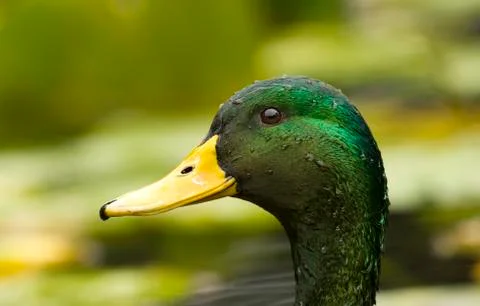 Mallard Duck Stock Photos