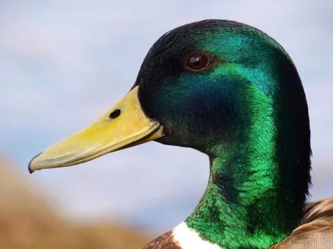 Mallard duck Stock Photos