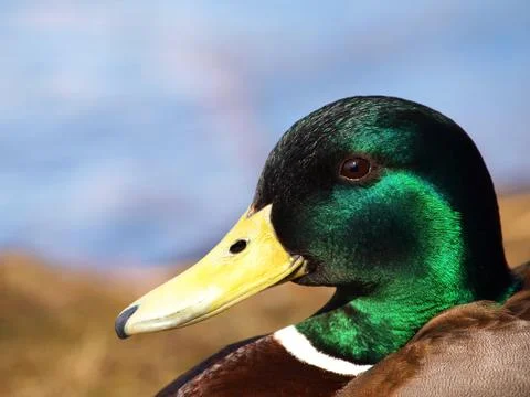 Mallard duck Foto stock