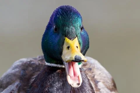 Mallard Duck Stock Photos