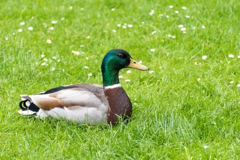 Mallard Duck Stock Photos
