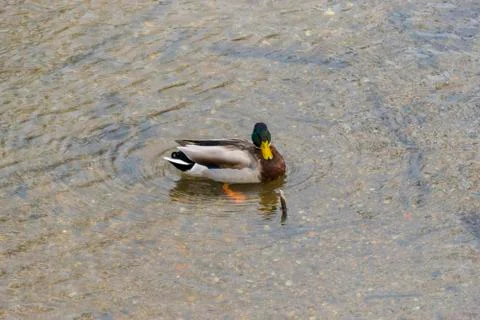 Mallard Duck Stock Photos
