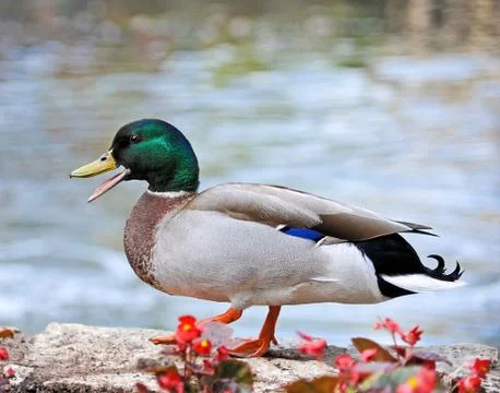 Mallard Duck Foto stock