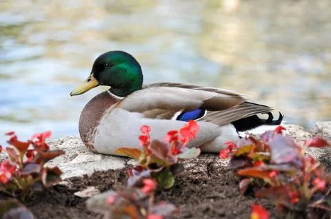 Mallard Duck Stock Photos
