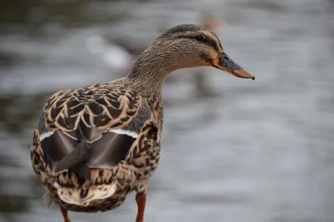 Mallard Duck Stock Photos