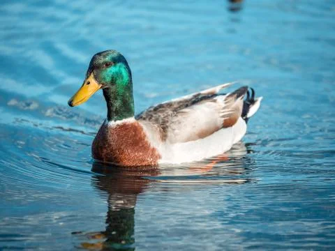 Mallard Duck 库存照片