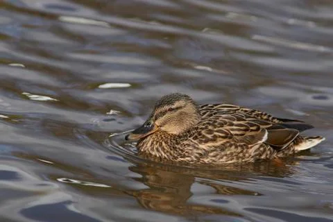 Mallard Duck Stock Photos