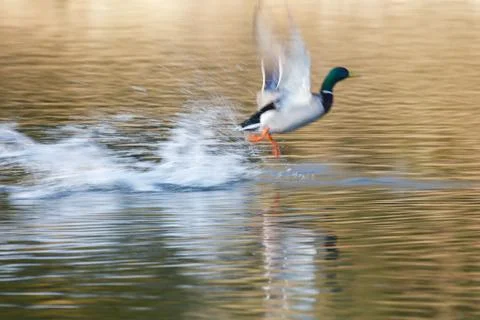 Mallard duck Foto stock