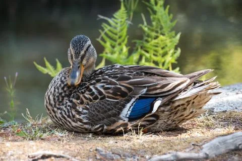 Mallard Duck Stock Photos