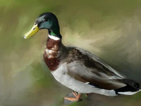 Mallard Duck Stock Photos
