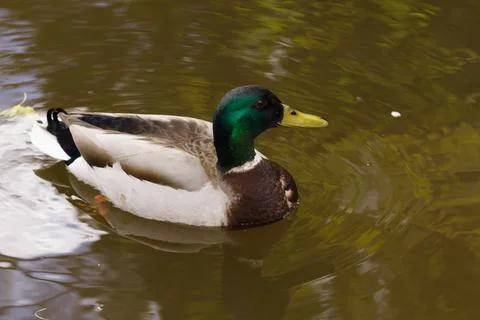 Mallard Duck Stock Photos