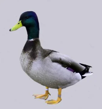 Mallard duck Stock Photos