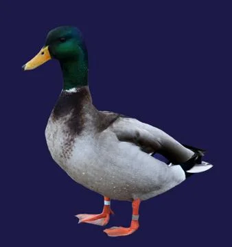 Mallard Duck Stock Photos