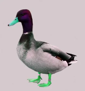 Mallard duck Stock Photos