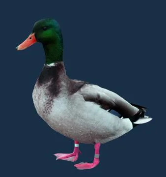 Mallard Duck Stock Photos